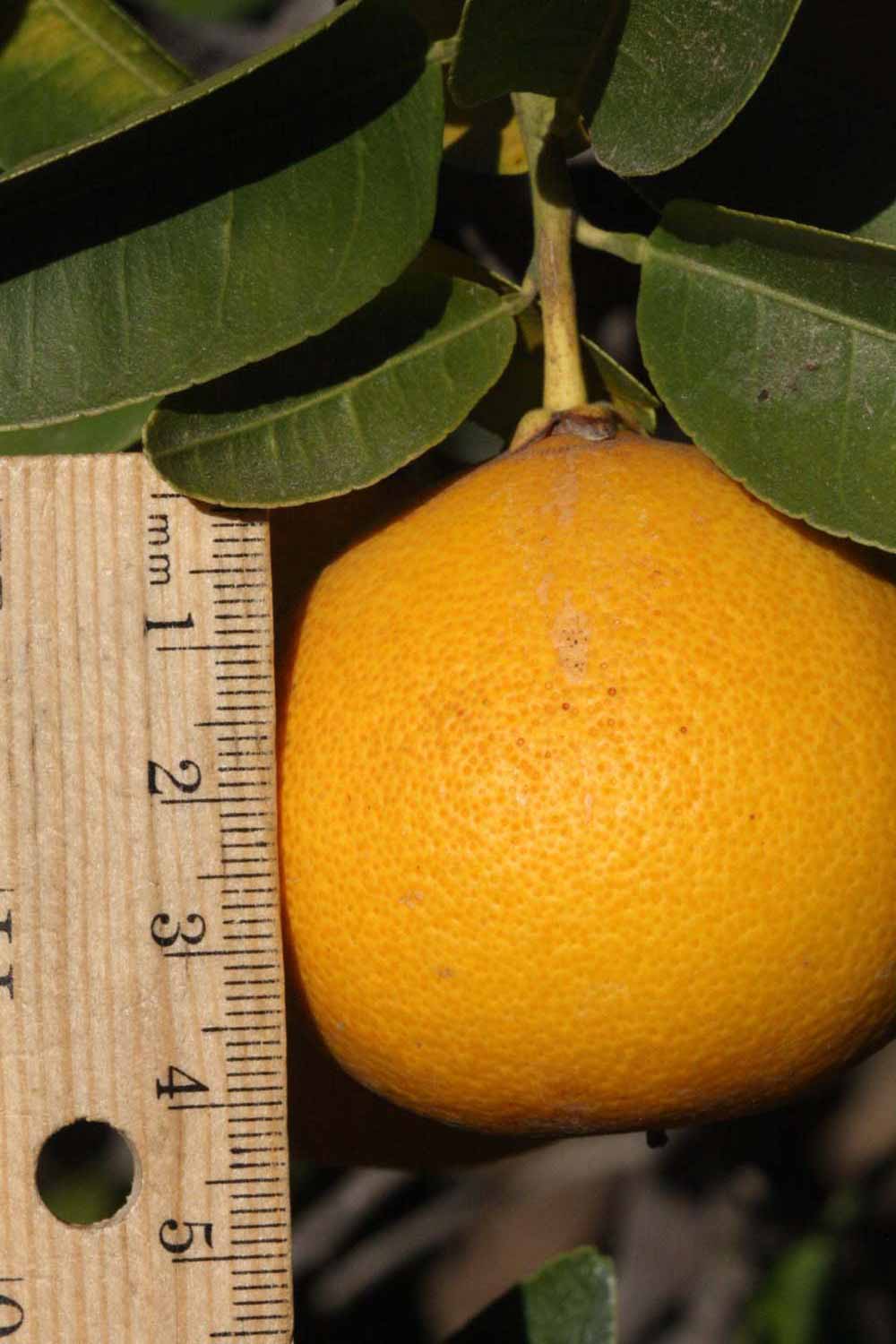              Fruit of ( Citrus paradisi   x  Poncirus   trifoliata   ) X  C. sinensis                 (US-119, Riverside,   CA)       